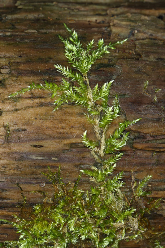 Brachythecium rivulare